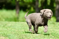 Silver AKC , a female Labrador Retriever for sale in Grand Rapids, MI – 2 of 6