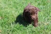 Hot cocoa, a female Newfoundland for sale in Grand Rapids, MI – 2 of 3