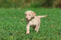 Lemon Tarts AKC , a female Labrador Retriever for sale in Grand Rapids, MI – 3 of 5