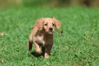 Trinity AKC , a female Golden Retriever for sale in Grand Rapids, MI – 3 of 6