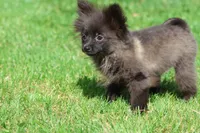 Betty AKC, a female Pomeranian for sale in Grand Rapids, MI – 4 of 4