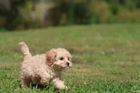 Baxter, a male Cavapoo for sale in Grand Rapids, MI – 7 of 8
