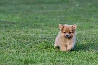 Shaggy , a male Pomeranian for sale in Grand Rapids, MI – 5 of 5