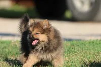 Teddy , a male Pomeranian for sale in Grand Rapids, MI – 2 of 7