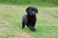 Black Bear AKC , a male Labrador Retriever for sale in Grand Rapids, MI – 2 of 5