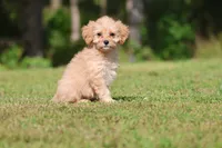 Dexter, a male Cavapoo for sale in Grand Rapids, MI – 3 of 7