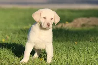 Handy AKC , a male Labrador Retriever for sale in Grand Rapids, MI – Photo 2 of 4