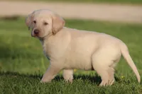 Handy AKC , a male Labrador Retriever for sale in Grand Rapids, MI – Photo 4 of 4