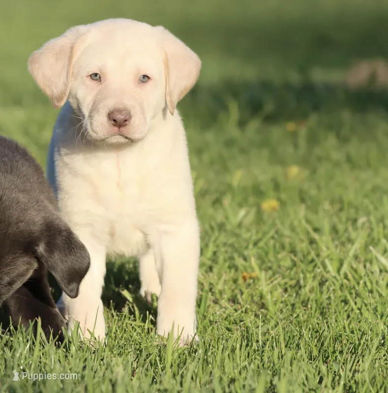 Handy AKC  – Labrador Retriever puppy for sale in Grand Rapids, MI