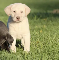 Handy AKC , a male Labrador Retriever for sale in Grand Rapids, MI – Photo 1 of 4