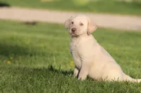 Handy AKC , a male Labrador Retriever for sale in Grand Rapids, MI – Photo 3 of 4