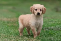 Buttermilk AKC , a female Golden Retriever for sale in Grand Rapids, MI – 7 of 7
