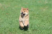 Po, a male Shiba Inu for sale in Grand Rapids, MI – Photo 4 of 6