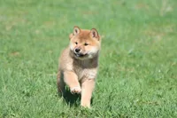 Po, a male Shiba Inu for sale in Grand Rapids, MI – Photo 3 of 6