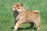 Po, a male Shiba Inu for sale in Grand Rapids, MI – Photo 6 of 6