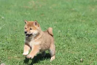 Po, a male Shiba Inu for sale in Grand Rapids, MI – Photo 5 of 6