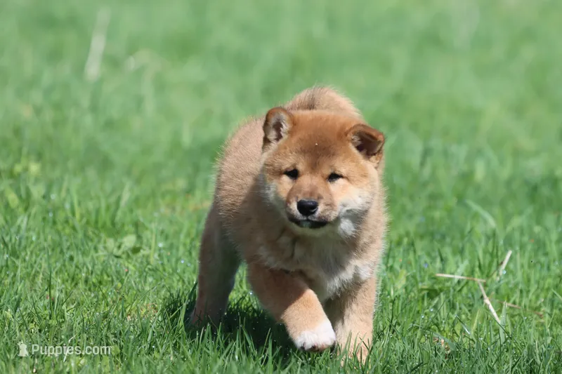 Po – Shiba Inu puppy for sale in Grand Rapids, MI