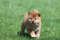Po, a male Shiba Inu for sale in Grand Rapids, MI – Photo 1 of 6