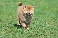 Po, a male Shiba Inu for sale in Grand Rapids, MI – Photo 2 of 6