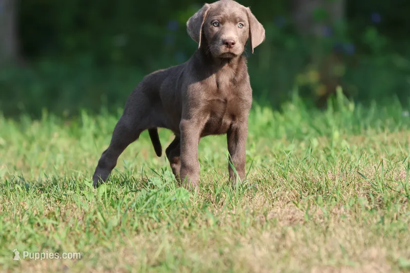 Duchess AKC  – Labrador Retriever puppy for sale in Grand Rapids, MI