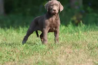 Duchess AKC , a male Labrador Retriever for sale in Grand Rapids, MI – 1 of 6
