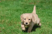 Buttercup AKC, a female Golden Retriever for sale in Grand Rapids, MI – 3 of 6