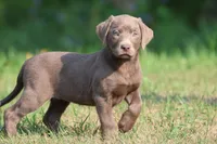 Bailey AKC , a male Labrador Retriever for sale in Grand Rapids, MI – 4 of 5