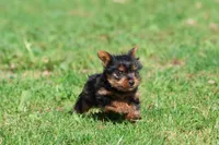 Mr York, a male Yorkshire Terrier for sale in Grand Rapids, MI – 4 of 5