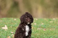 Dark Chocolate , a male Miniature Bernedoodle for sale in Grand Rapids, MI – 2 of 5
