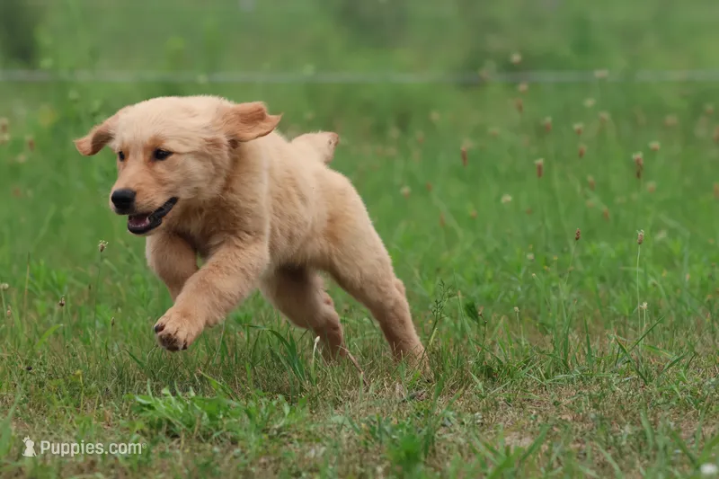 Nala – Golden Retriever puppy for sale in Grand Rapids, MI