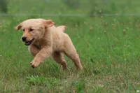 Nala, a female Golden Retriever for sale in Grand Rapids, MI – 1 of 4