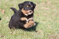 Charlie, a male Australian Shepherd and Bernese Mountain Dog for sale in Grand Rapids, MI – Photo 4 of 6