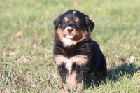 Charlie, a male Australian Shepherd and Bernese Mountain Dog for sale in Grand Rapids, MI – Photo 1 of 6