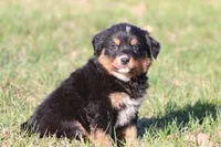 Charlie, a male Australian Shepherd and Bernese Mountain Dog for sale in Grand Rapids, MI – Photo 2 of 6