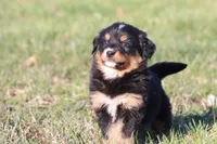 Charlie, a male Australian Shepherd and Bernese Mountain Dog for sale in Grand Rapids, MI – Photo 6 of 6