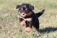 Charlie, a male Australian Shepherd and Bernese Mountain Dog for sale in Grand Rapids, MI – Photo 5 of 6
