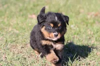 Charlie, a male Australian Shepherd and Bernese Mountain Dog for sale in Grand Rapids, MI – Photo 3 of 6