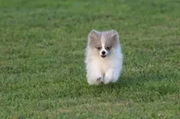 Twirls AKC, a female Pomeranian for sale in Grand Rapids, MI – 2 of 7
