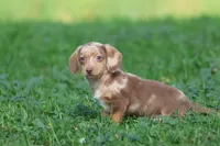 Sausage Rolls, a male Dachshund and Miniature Dachshund for sale in Grand Rapids, MI – 2 of 6