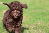 Chocolate Cake, a female Miniature Bernedoodle for sale in Grand Rapids, MI – 3 of 7