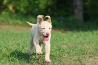 Sunny AKC , a male Labrador Retriever for sale in Grand Rapids, MI – 6 of 7