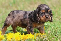 Pebbles, a male Cocker Spaniel and Cavalier King Charles Spaniel for sale in Grand Rapids, MI – 2 of 4