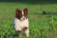 Milly, a female Pomeranian for sale in Grand Rapids, MI – 3 of 7