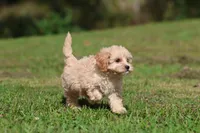 Baxter, a male Cavapoo for sale in Grand Rapids, MI – 3 of 8