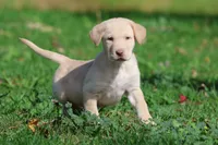Butter AKC, a male Labrador Retriever for sale in Grand Rapids, MI – 1 of 6