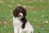 Snickerdoodles, a female Miniature Bernedoodle for sale in Grand Rapids, MI – 2 of 6