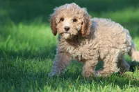 Atlas , a male Cavapoo and Cockapoo for sale in Grand Rapids, MI – 5 of 6