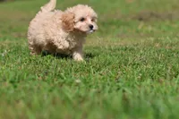Baxter, a male Cavapoo for sale in Grand Rapids, MI – 6 of 8