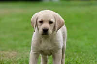 Bananas AKC, a male Labrador Retriever for sale in Grand Rapids, MI – 1 of 7