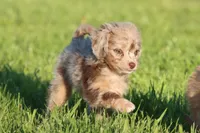 Twix, a female Miniature Aussiedoodle for sale in Grand Rapids, MI – 6 of 6